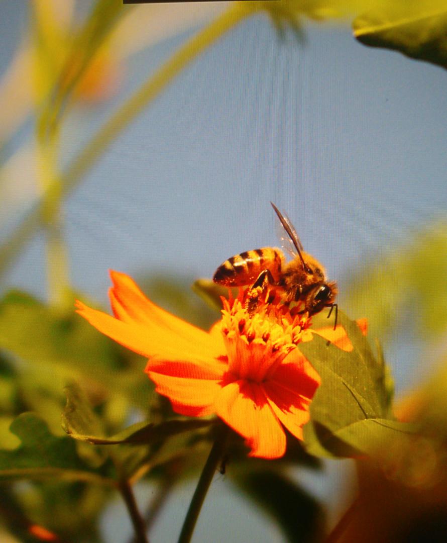 متولد شدن نوزاد لیانابابایی