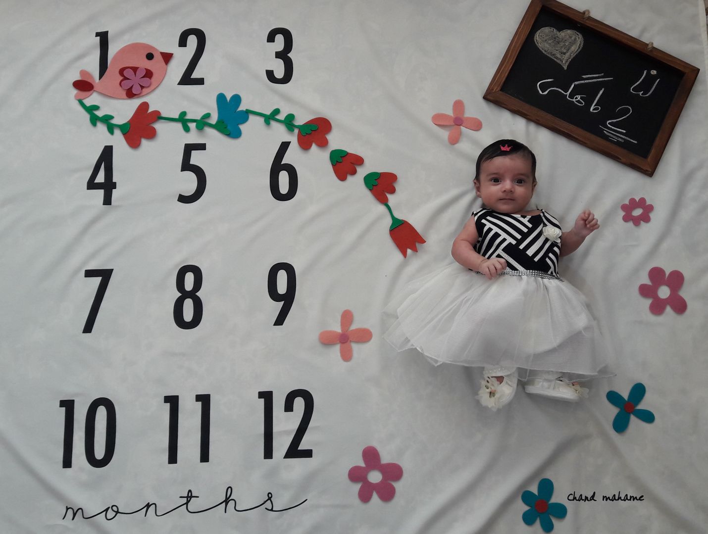 تم-عکاسی-گل-و-بلبل-25657