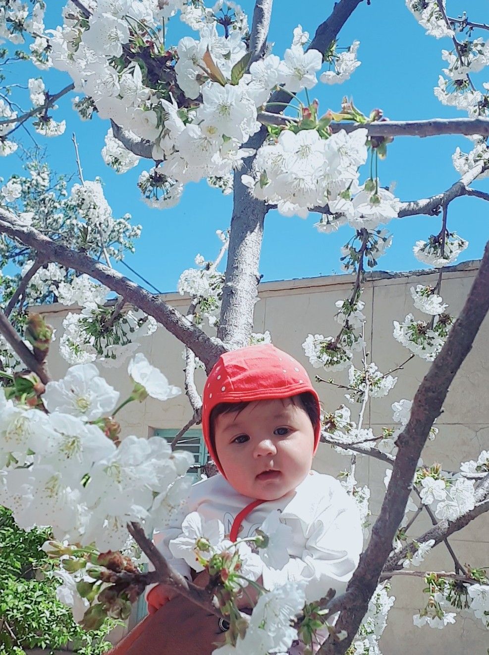 تم عکس بهاری کودک یاس افشاری