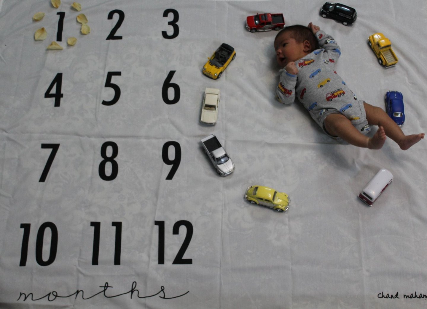 یک ماهگی نوزاد کوروش عنابستانی