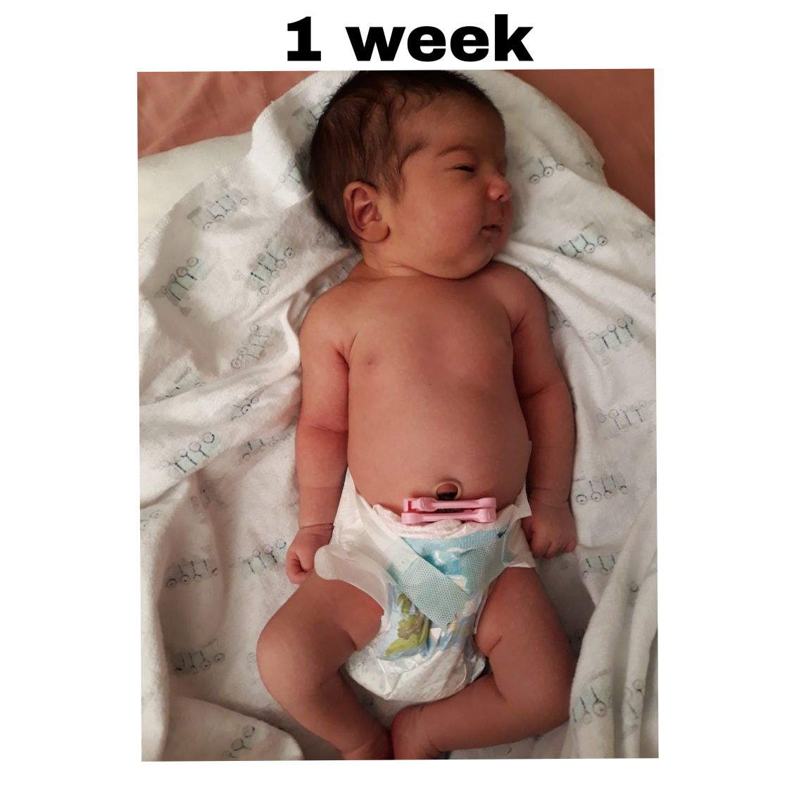 متولد شدن نوزاد کوروش عنابستانی