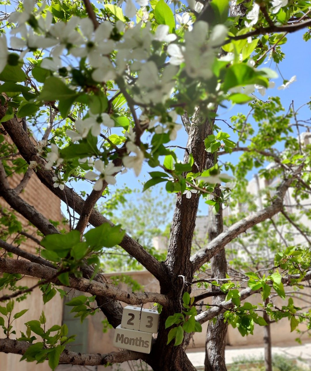 تم عکس بهاری کودک محنا  زین العابدینی