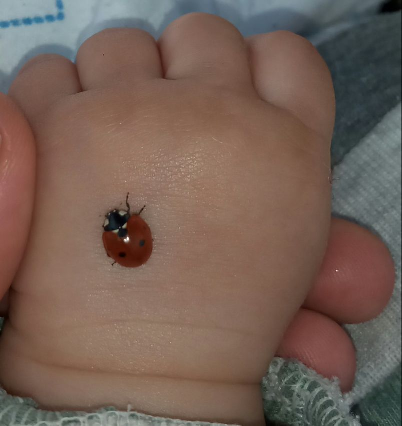 دو ماهگی نوزاد آرادقهفرخی