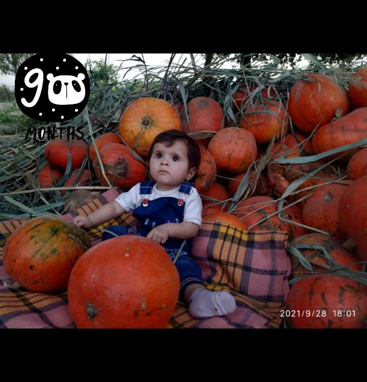 بوی-ماه-مهر ارغوان