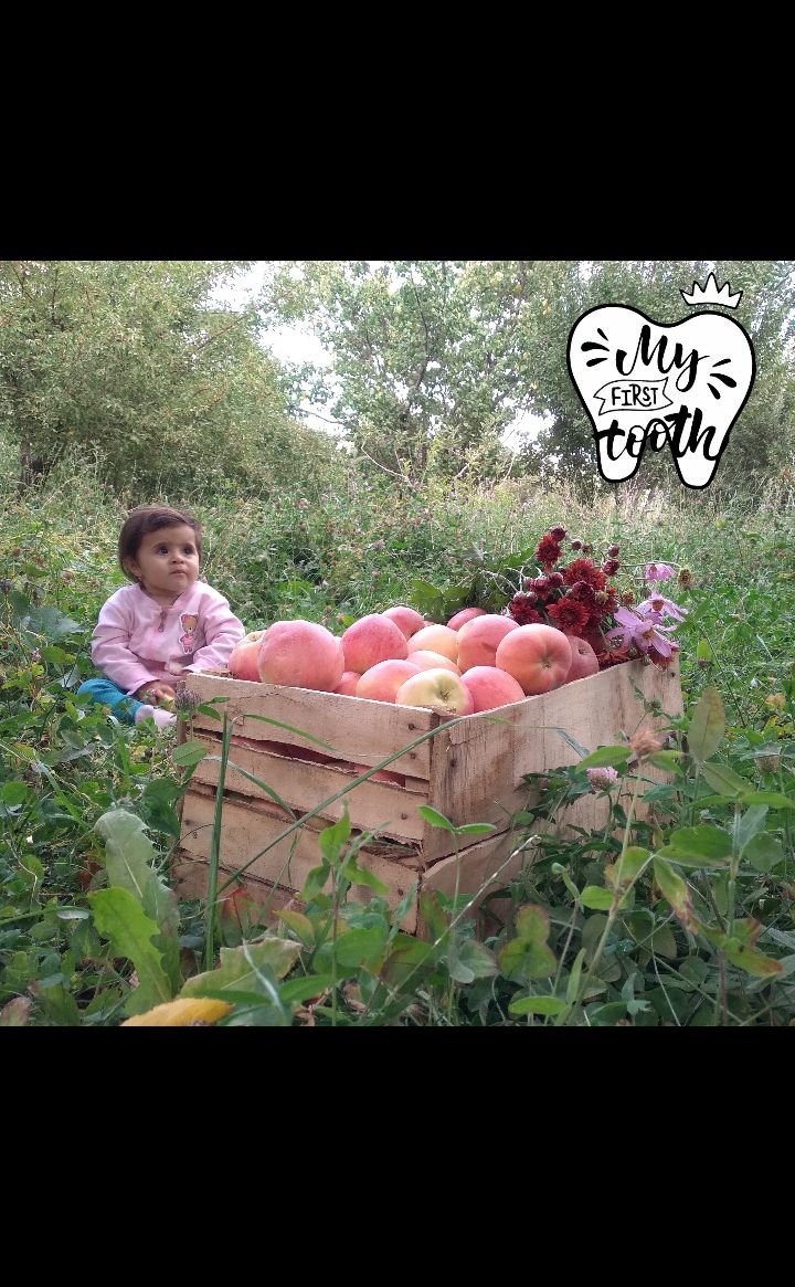 بوی-ماه-مهر ارغوان