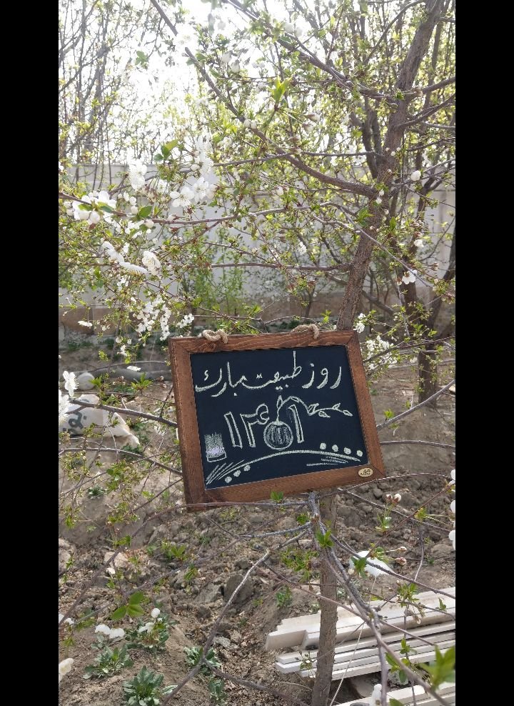 فروردین امیرعلی