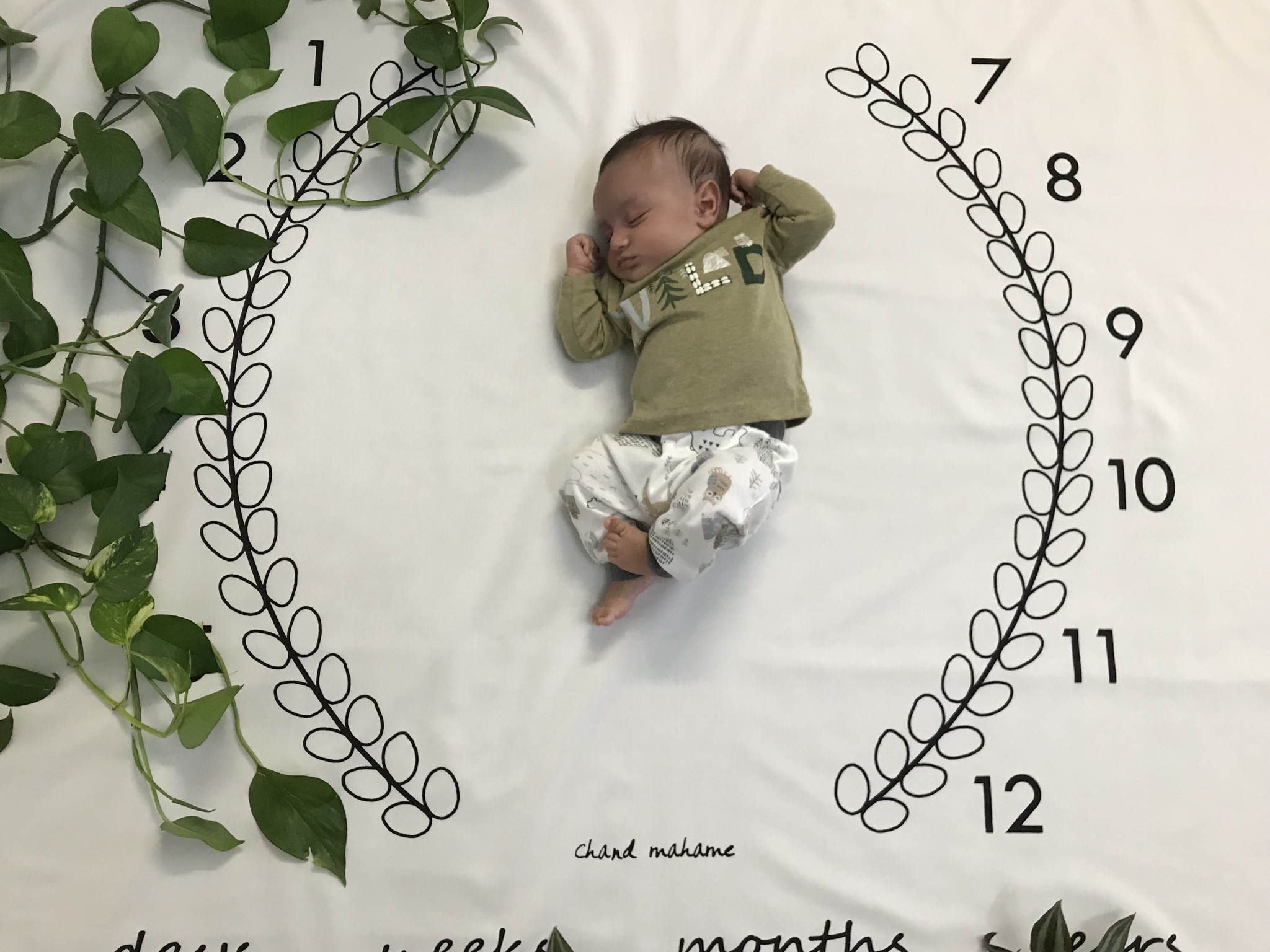 پارچه ماه شمار طرح شاخه زیتون راستین کارآمد