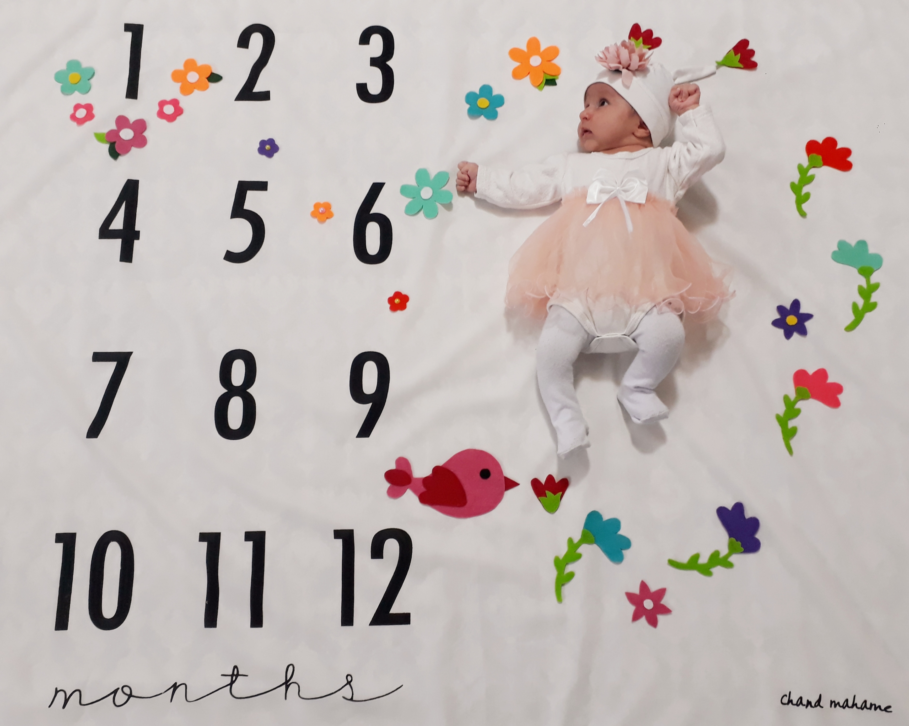 تم-عکاسی-گل-و-بلبل-5872