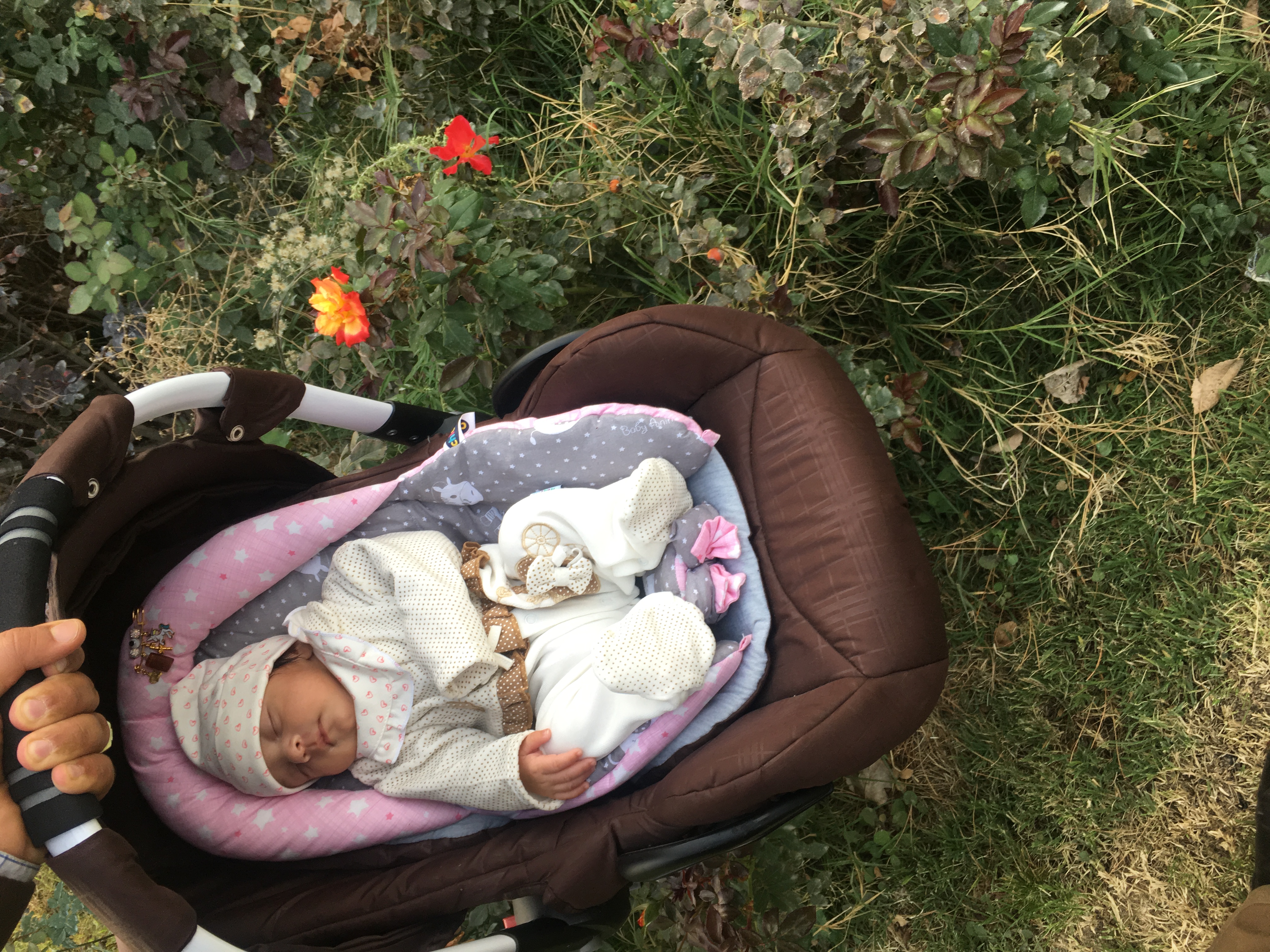 متولد شدن نوزاد رز كيانپور