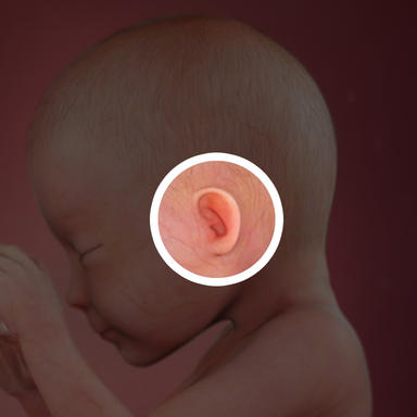 مسیرهای عصبی در گوش کودک شما در حال رشد هستند.