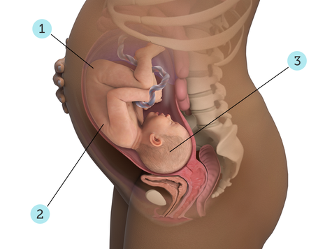 تصویر بارداری شما: هفته ی ۳۶ : کودک شما در ۳۶ هفتگی چه شکلی است؟