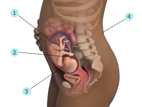 تصویر بارداری شما: هفته ی ۲۶ : کودک شما در ۲۶ هفتگی چه شکلی است؟