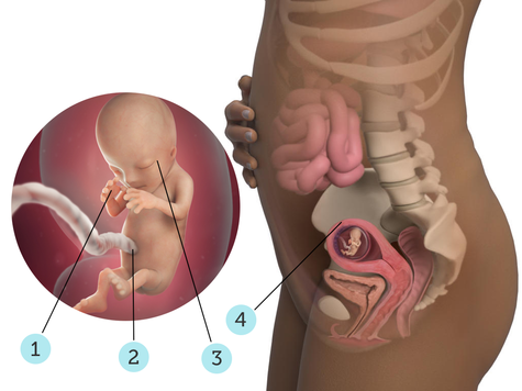 تصویر بارداری شما: هفته ی ۱۲ : کودک شما در ۱۲ هفتگی چه شکلی است؟