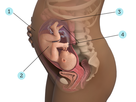 تصویر بارداری شما: هفته ی ۳۲ : کودک شما در ۳۲ هفتگی چه شکلی است؟
