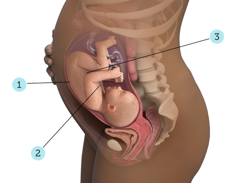 تصویر بارداری شما: هفته ی ۳۴ : کودک شما در ۳۴ هفتگی چه شکلی است؟