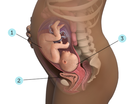 تصویر بارداری شما: هفته ی ۳۳ : کودک شما در ۳۳ هفتگی چه شکلی است؟