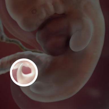 چیزی که شبیه دم است در واقع اضافی استخوان دنبالچه کودک شماست.