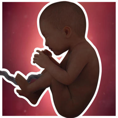 میزان مایع آمنیوتیک در اطراف نوزاد شما شروع به کاهش می کند.