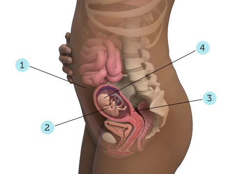 تصویر بارداری شما: هفته ی ۱۶ : کودک شما در ۱۶ هفتگی چه شکلی است؟