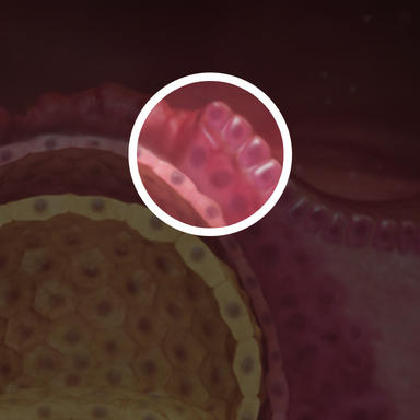 تخمک در مرحله blastocyst می باشد که آماده لانه گزینی در بافت پر از خون رحم می باشد