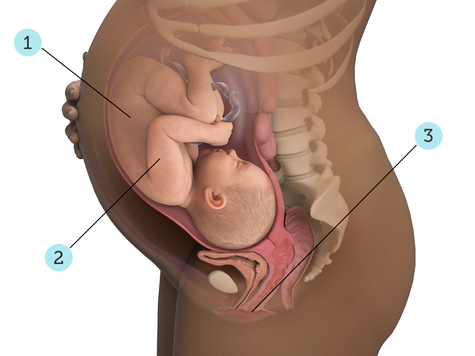تصویر بارداری شما: هفته ی ۳۹ : کودک شما در ۳۹ هفتگی چه شکلی است؟