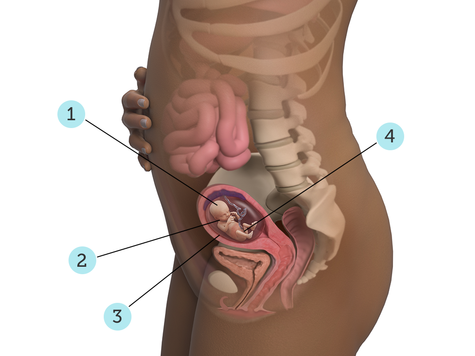 تصویر بارداری شما: هفته ی ۱۴ : کودک شما در ۱۴ هفتگی چه شکلی است؟