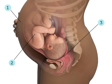 تصویر بارداری شما: هفته ی ۴۱ : کودک شما در ۴۱ هفتگی چه شکلی است؟