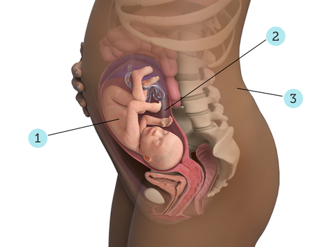 تصویر بارداری شما: هفته ی ۳۰ : کودک شما در ۳۰ هفتگی چه شکلی است؟