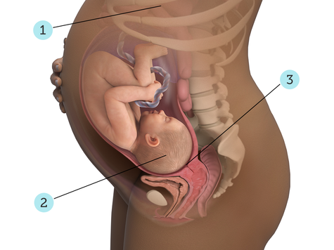 تصویر بارداری شما: هفته ی ۳۷ : کودک شما در ۳۷ هفتگی چه شکلی است؟