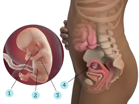تصویر بارداری شما: هفته ی ۱۱ : کودک شما در ۱۱ هفتگی چه شکلی است؟
