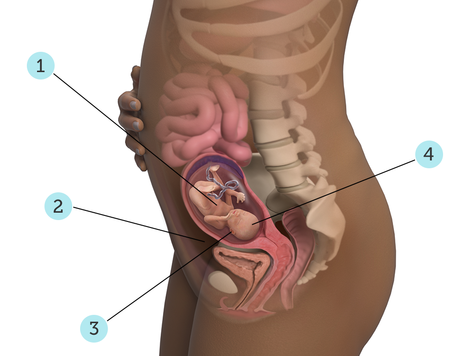 تصویر بارداری شما: هفته ی ۱۹ : کودک شما در ۱۹ هفتگی چه شکلی است؟