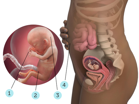 تصویر بارداری شما: هفته ی ۱۳ : کودک شما در ۱۳ هفتگی چه شکلی است؟