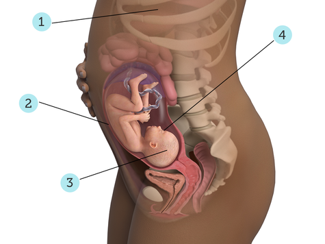 تصویر بارداری شما: هفته ی ۲۸ : کودک شما در ۲۸ هفتگی چه شکلی است؟