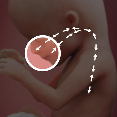 دم و بازدم کودک شما مایع آمنیوتیک است که به رشد ریه ها کمک می کند.