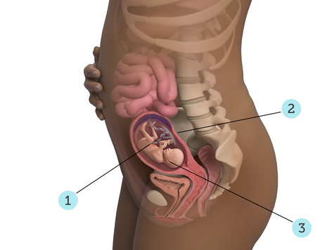 تصویر بارداری شما: هفته ی ۱۸ : کودک شما در ۱۸ هفتگی چه شکلی است؟