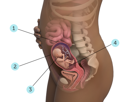 تصویر بارداری شما: هفته ی ۲۰ : کودک شما در ۲۰ هفتگی چه شکلی است؟