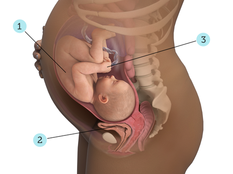 تصویر بارداری شما: هفته ی ۳۸ : کودک شما در ۳۸ هفتگی چه شکلی است؟